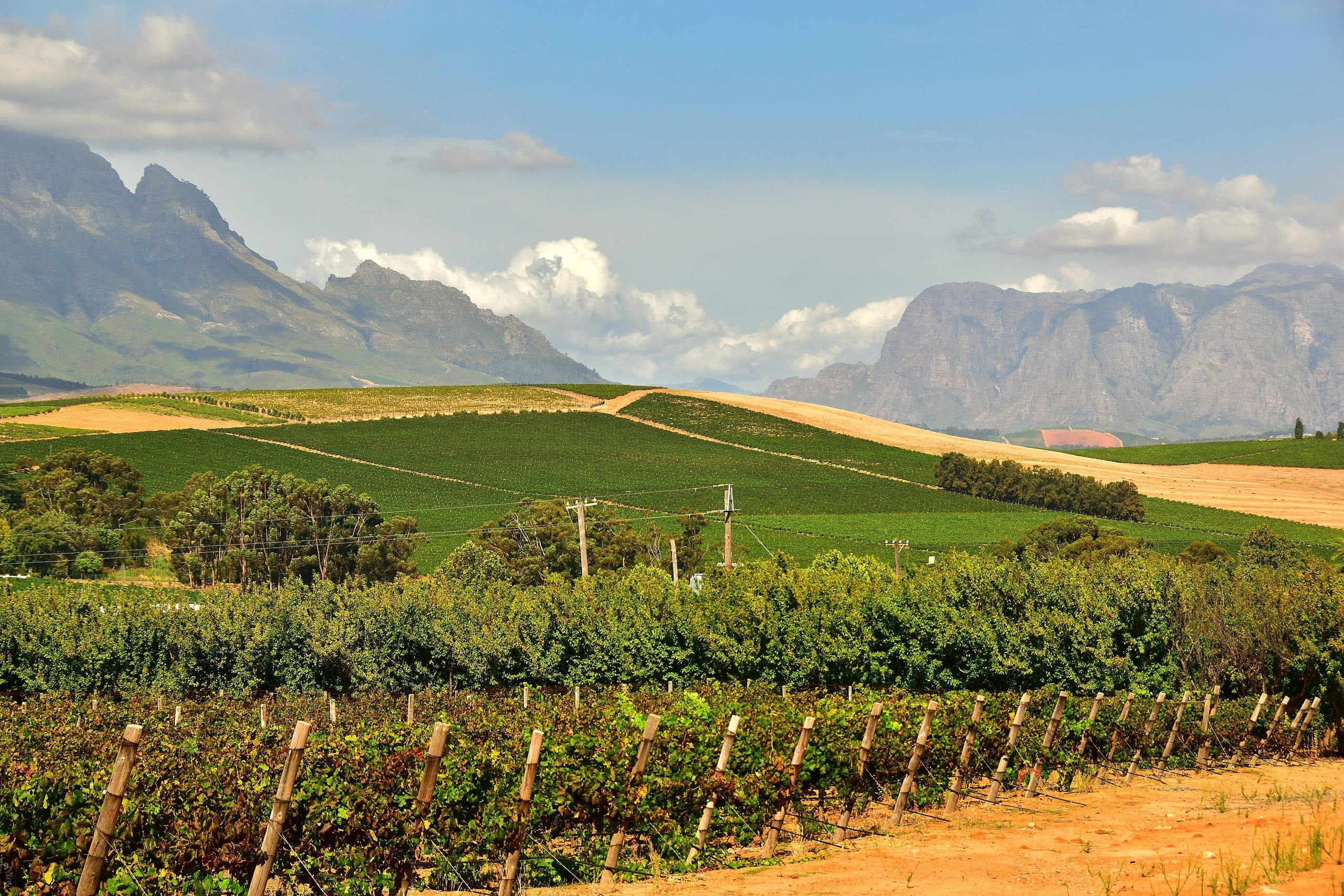 Vineyards outside Stellenbosch